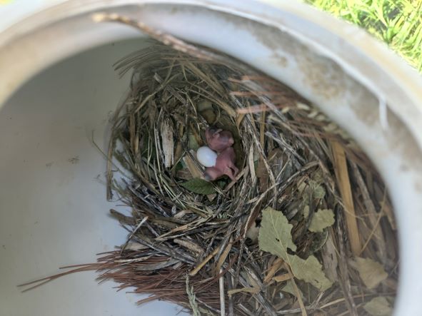 late nest.jpg 1.jpg