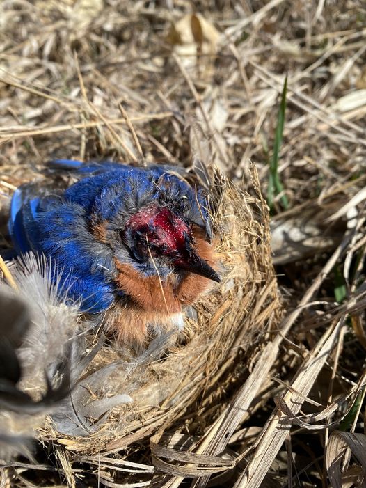 blue bird.jpeg