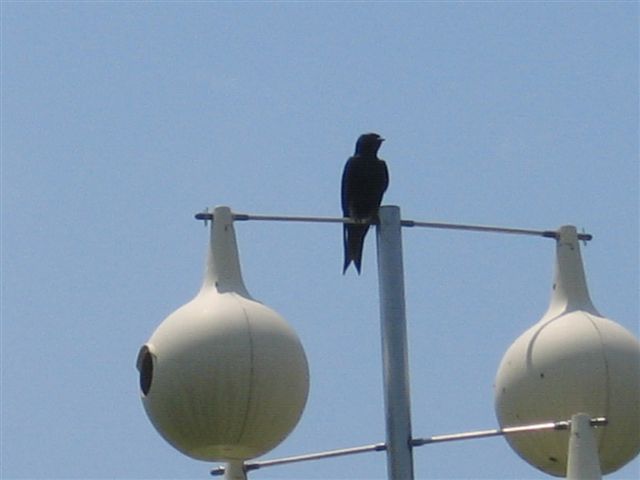 IMG_1300.JPG