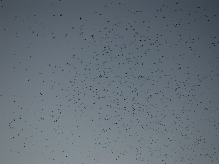 DSC_6266aa.jpg