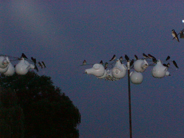 P1050229.JPG