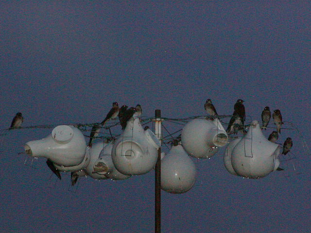 P1050226.JPG