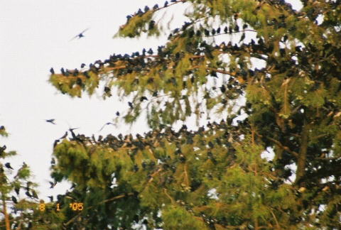 Cypress tree