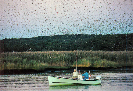 TSroost3.jpg