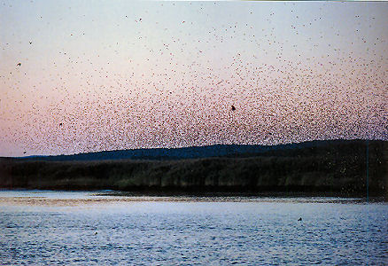 TSroost2.jpg