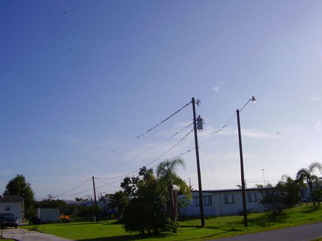Purple Martins gathering at Punta Gorda, Pine Acres Community, 2005