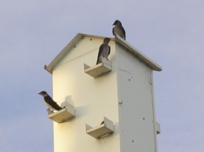 Tonight 3 martins arrived to go to bed.  Look like all females.