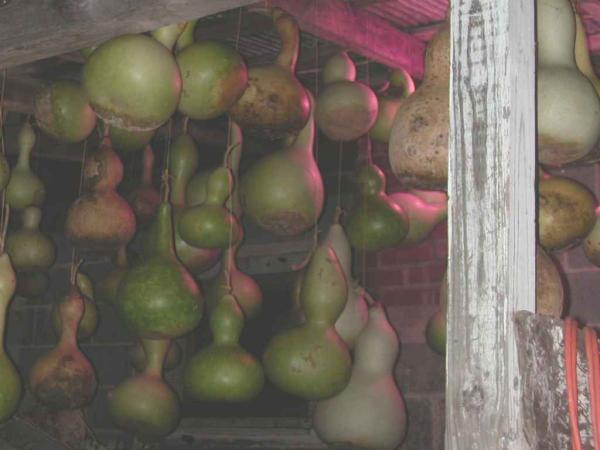 gourdcure04sm.jpg