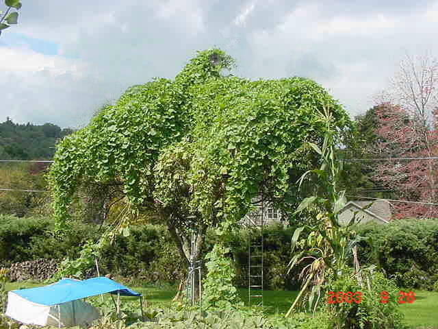Three gourd vines cover apple tree. While reaching, for more space, they made an interesting photo shot.
