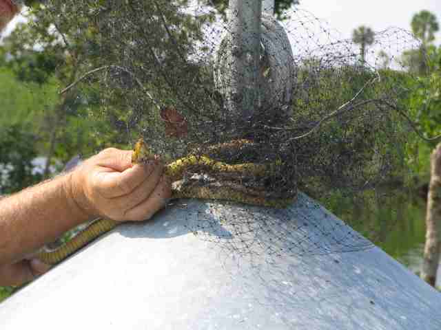 Rat snake tangled in netting, there's not enough protections as you can see
