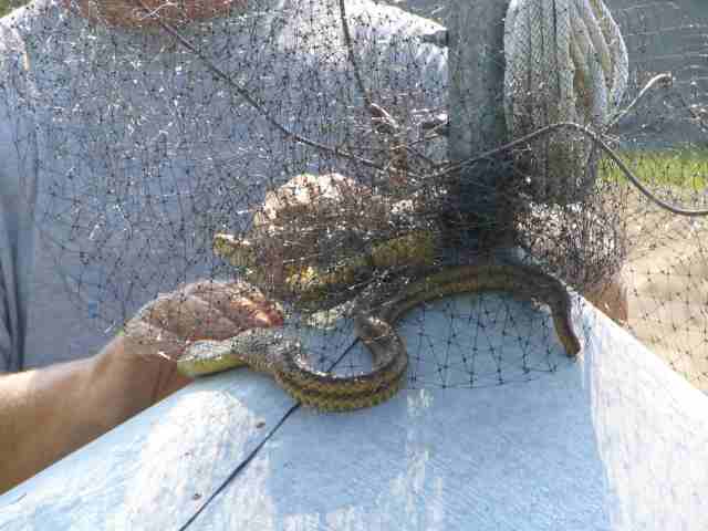 Rat snake in netting