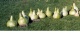 gourds 10-05