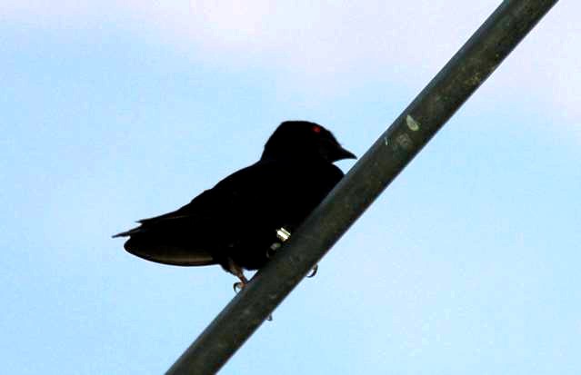 Does this look like a banded purple martin?