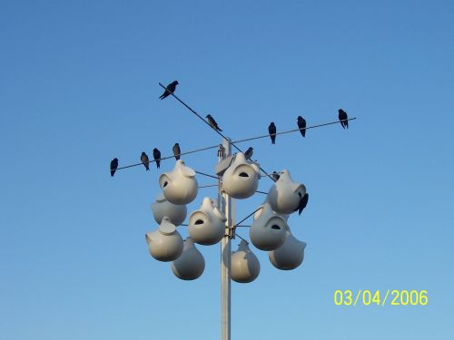 martins 3.jpg