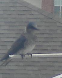 birdie.JPG