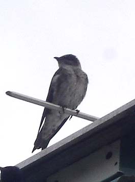 Here's a better shot of the female in question