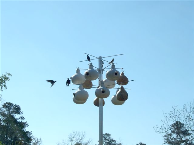 My Martins