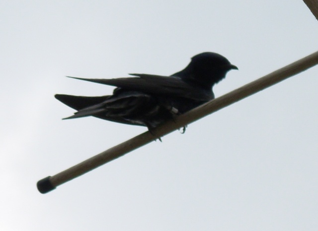 Isn't he a beauty?  Okay, the picture is fuzzy, so you'll have to take my word on it. :)