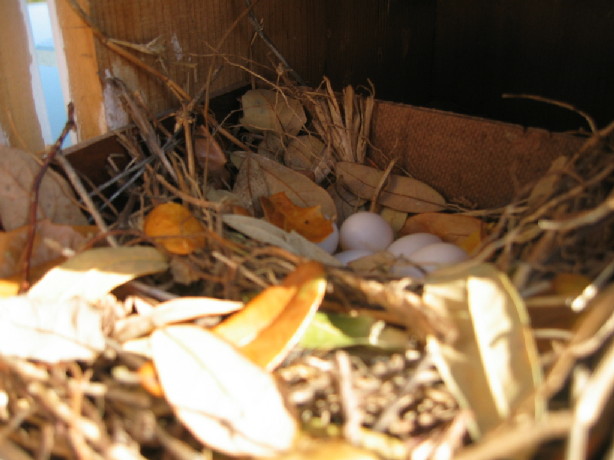 Second Nest photoed at Eastertime