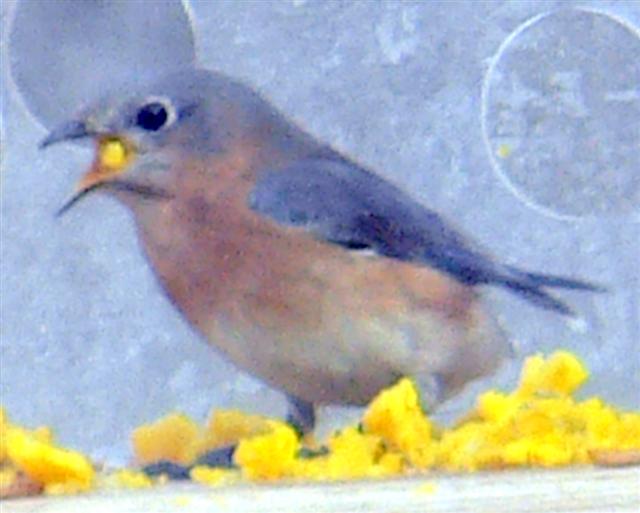 Bluebird eating scrambled eggs