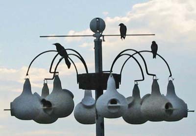 Neighbors - sharing the perch