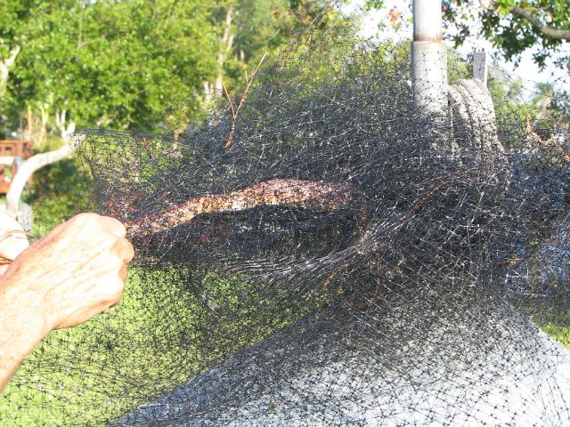 Red Rat Snake in netting; Marsha Dryer;Punta Gorda FL; April 27, 2006
