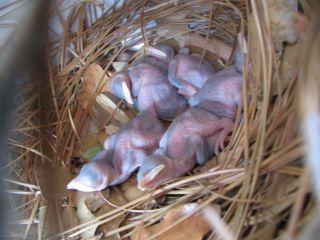 PM Babies 5-7 do;Marsha Dryer;Punta Gorda FL, April20,2006