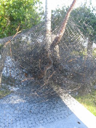Red Rat Snake,Marsha Dryer,Punta Gorda FL,April27,2006