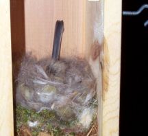 Mother chickadee sitting on nest
