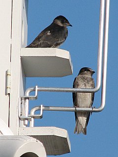 Resting after their first flight!  A good start to a life on the wing.