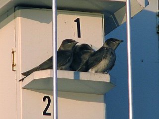 Three martins ready for their first flight today. 5/4/06