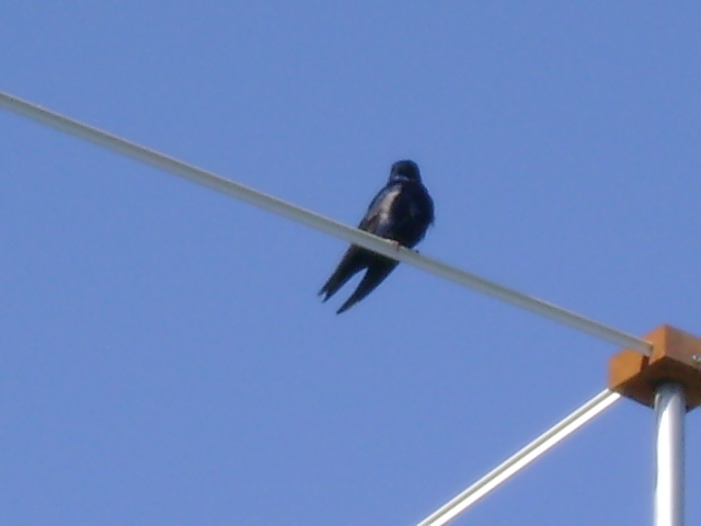 martins 021.jpg