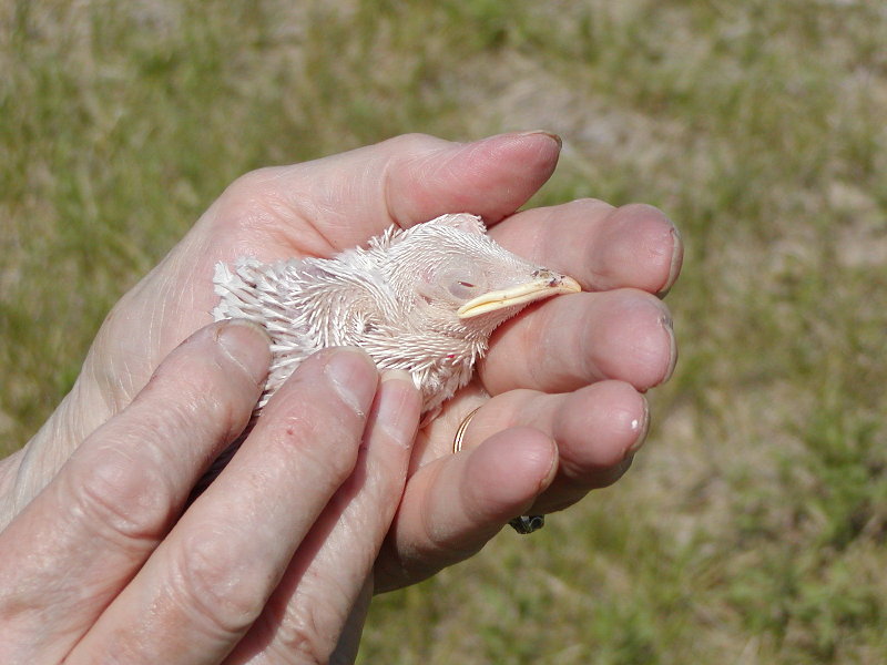 Albino #3.jpg
