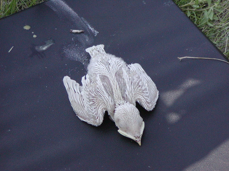 Albino #1.jpg