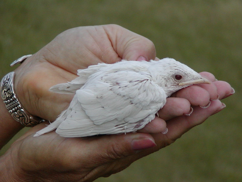 Albino #19.3.jpg