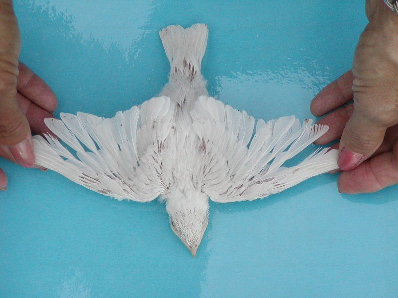 Albino #19.2.jpg