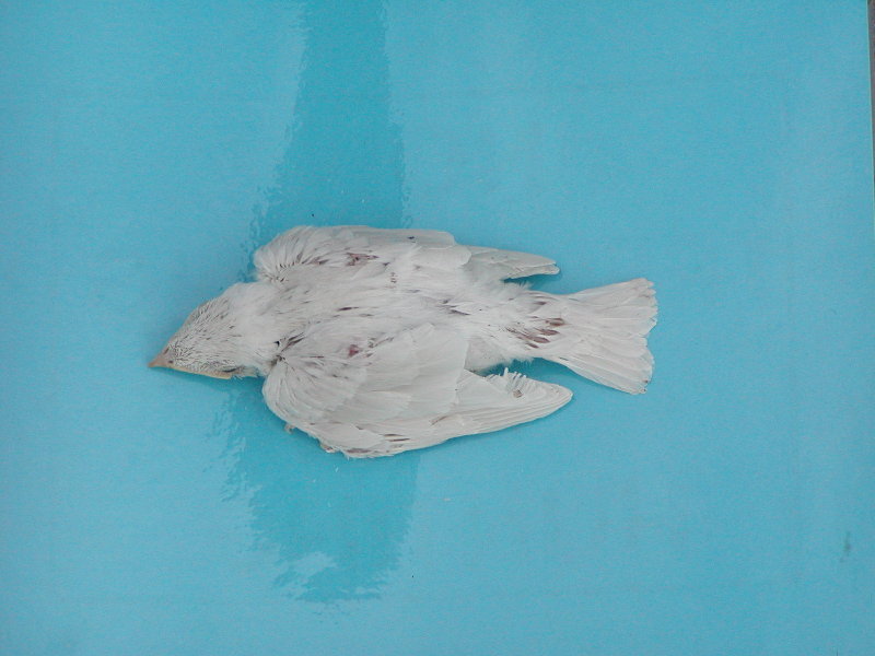 Albino #19.1.jpg