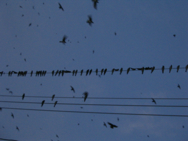 July 28, 2007 Unbelieveable Purple Martins roost, Ravenswood WV.jpg