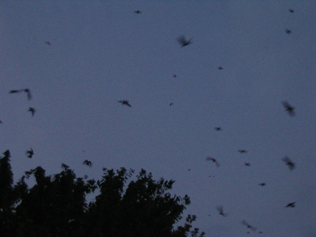 July 28, 2007  Purple Martins coming in to roost in trees among homes, Ravenswood WV.jpg