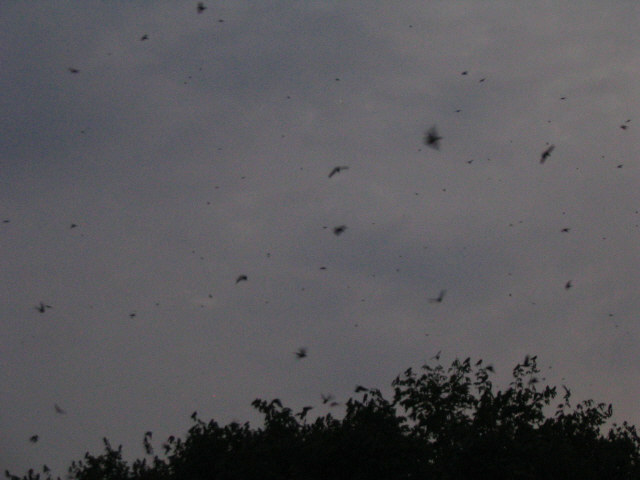 Sky is dark with Martins coming in to roost in trees.