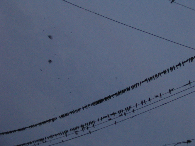 Purple Martin roost in Ravenswood, WV