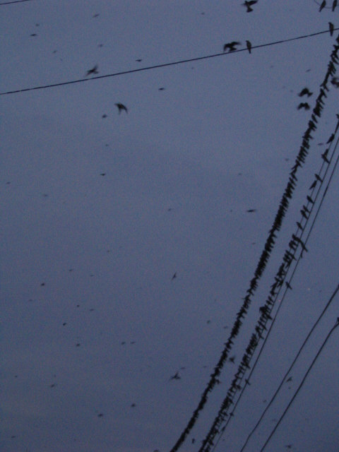 Documenting PM roost in Ravenswood, WV