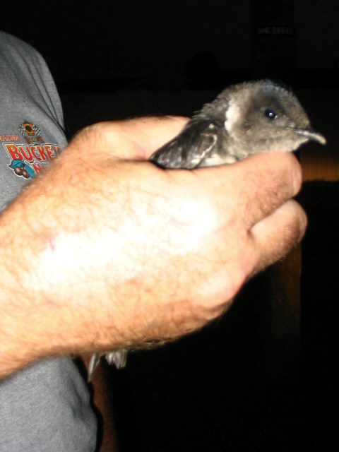 8 10 2007 Injured purple martin recovered at Ravenswood Roost.jpg