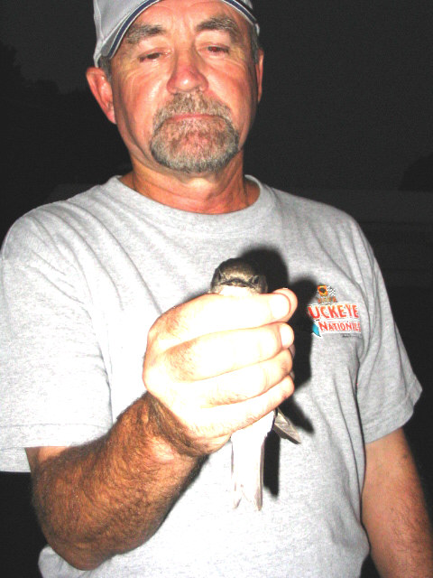 8 10 2007 Ronnie Dixon with injured purple martin.jpg