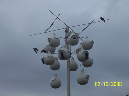 martin pics from this morning.jpg