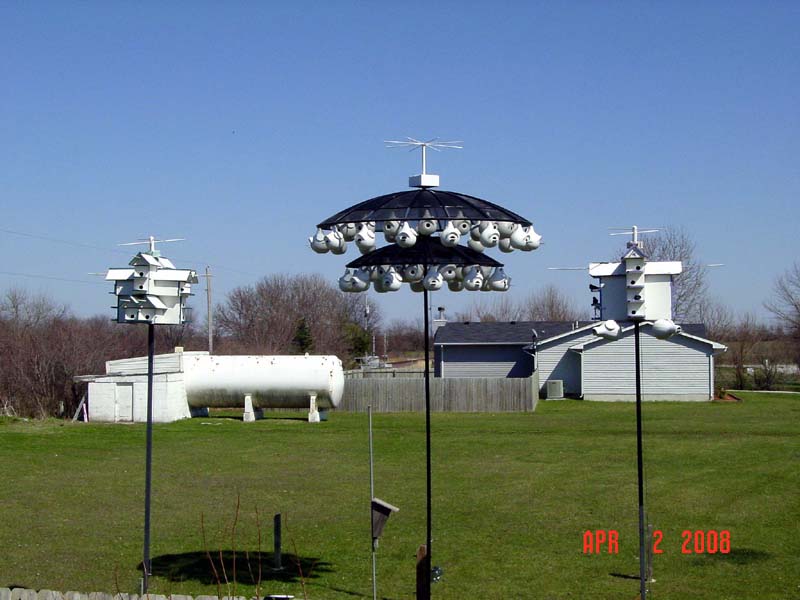 Another look at the colony.