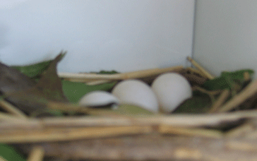 Eggs.gif