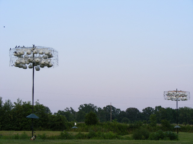 Distant shot of both of my gourd racks.  Bluebird house between the two fledged two broods this year.  Notice my rooster below the pole on the left.  I use 36" cone climbing predator guards on the poles.