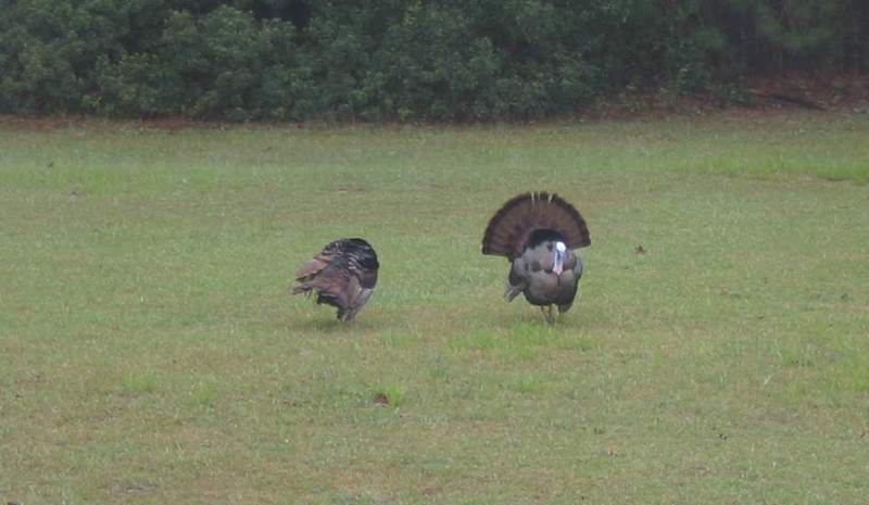 two strutting gobblers