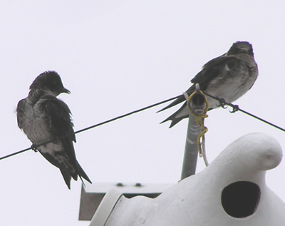 SY male on left and SY female on right